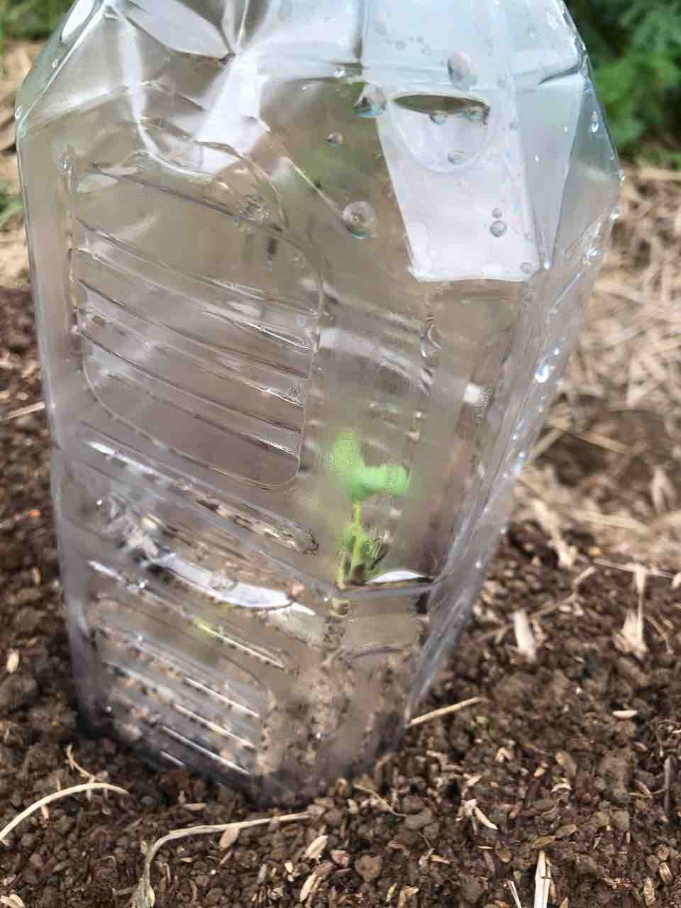 害虫対策 佐渡見聞録