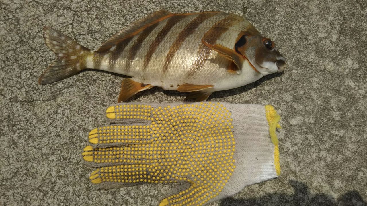 この魚の名前を教えて下さい 佐渡見聞録 この魚の名前を教えて下さい 佐渡見聞録