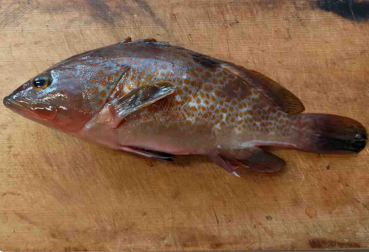 この戦いはどうなるの 佐渡見聞録