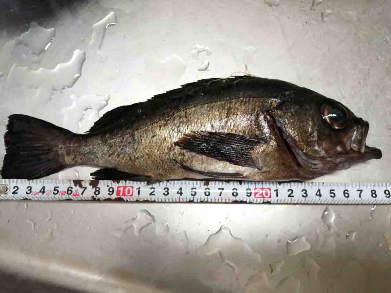 メバルの釣果 佐渡見聞録