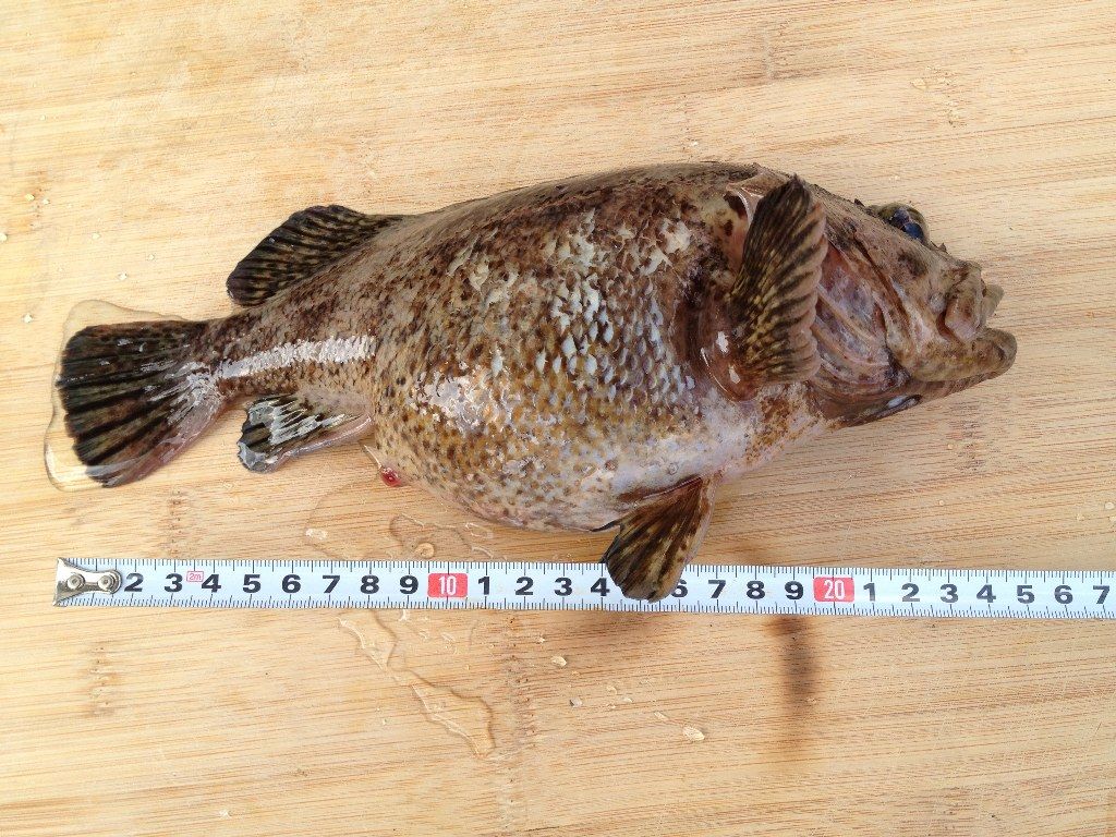 ソイ産卵直前 魚君即将産卵 佐渡見聞録 ソイ産卵直前 魚君即将産卵 佐渡見聞録