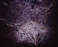 20130331 ²£É͹ñºÝ¥×¡¼¥ë¤Îºù