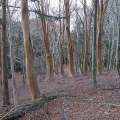 DSCF4411