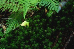 DSCF3706_2