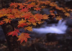 栃木県民の森_2