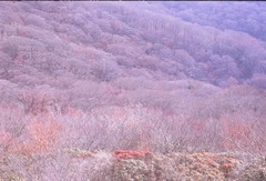 天城 冬景 スキャナ読み込んだまま