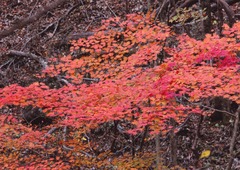 栃木県民の森