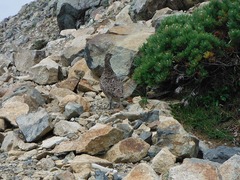 DSCF2529