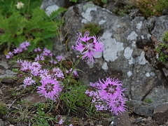 R0013161