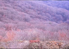 天城 冬景
