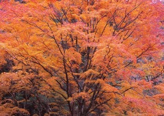 天城峠