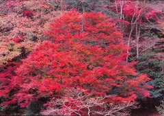伊豆 湯ヶ島