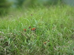 R0012278