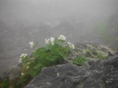 DSCF2594