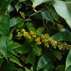 DSCF5573