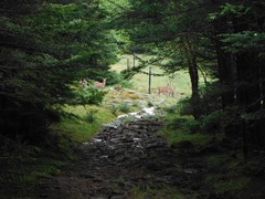 DSCF2200