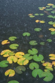 一沼にて