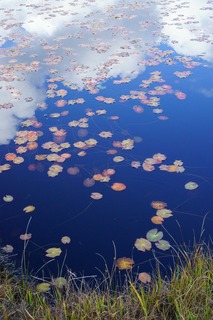 池塘の秋