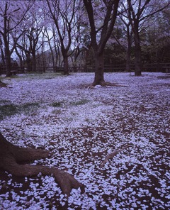 20130331 ºùå°Ýß