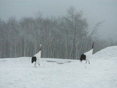 DSCF6309