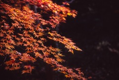 ニコン撮影_1