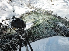 DSCF5951