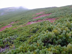 DSCF3414