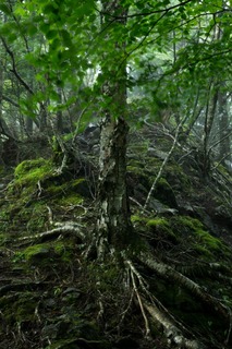三峰登山道