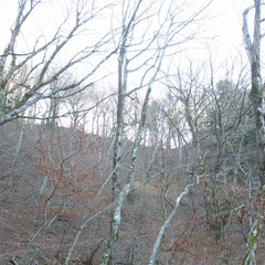 DSCF4393