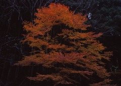 桐生川_1
