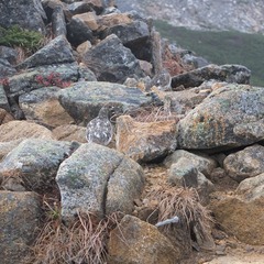 DSCF3454