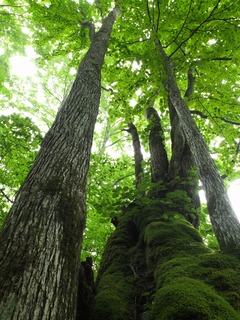 DSCF5372