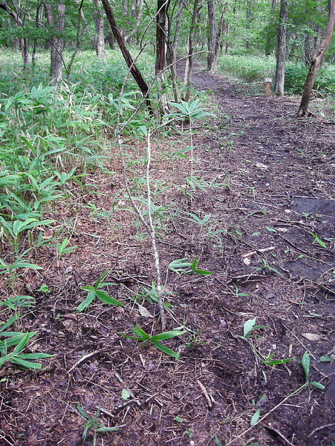 Photo0051
