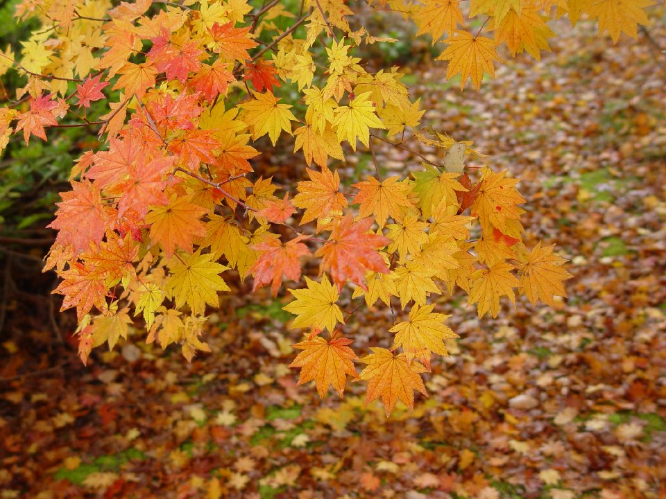 紅葉を求めて あきの気まぐれな旅