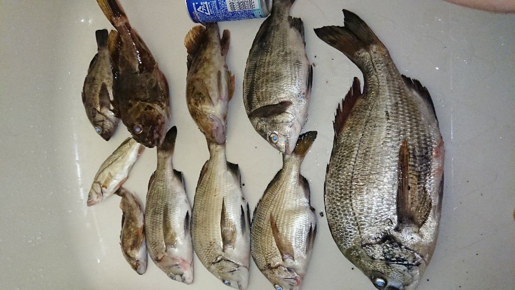 東京魚釣れなすぎワロタｗｗｗｗｗｗｗｗｗｗ フィッシュ速報 魚釣り２ｃｈまとめ 5ch