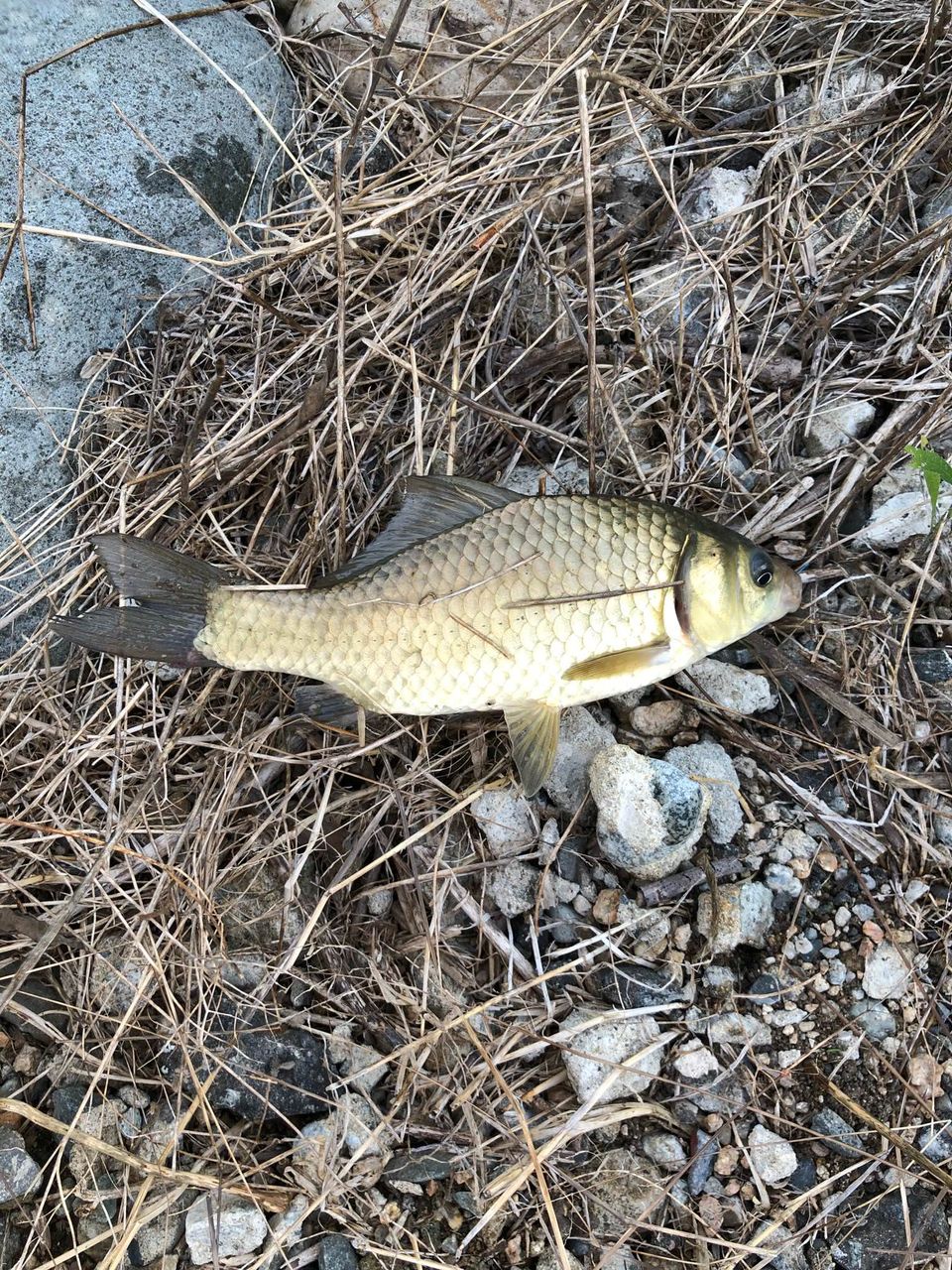 ワイ釣り初心者2回目のルアー釣りをするも坊主ｗｗｗｗｗｗｗｗｗｗｗ フィッシュ速報 魚釣り２ｃｈまとめ 5ch