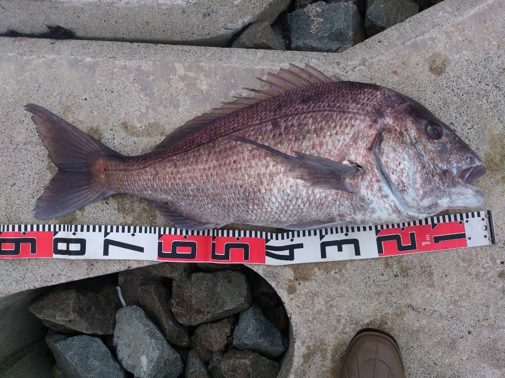 ダイソージグって釣れるんか フィッシュ速報 魚釣り2chまとめ 5ch ダイソージグって釣れるんか フィッシュ速報 魚釣り2chまとめ 5ch