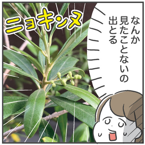 220510_オリーブ06