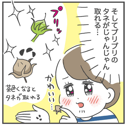 250811_あさがおかわいい03