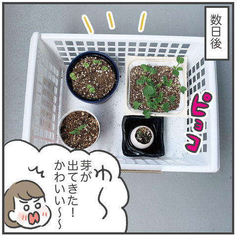 220510_オリーブ02