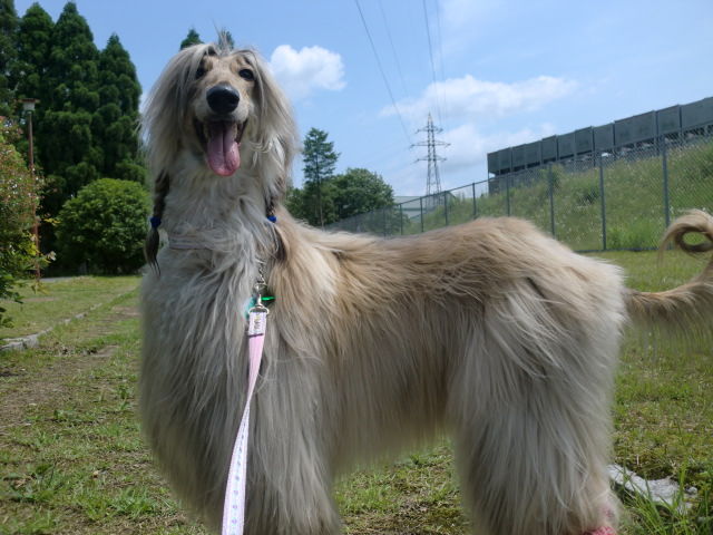 天才からもろーた ぼっぼっボルゾイ