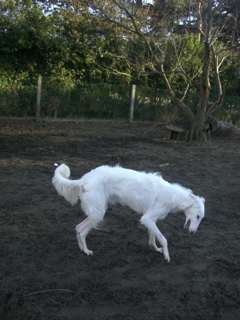 大型犬 ぼっぼっボルゾイ