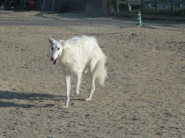 広島の実家へ その１ ぼっぼっボルゾイ