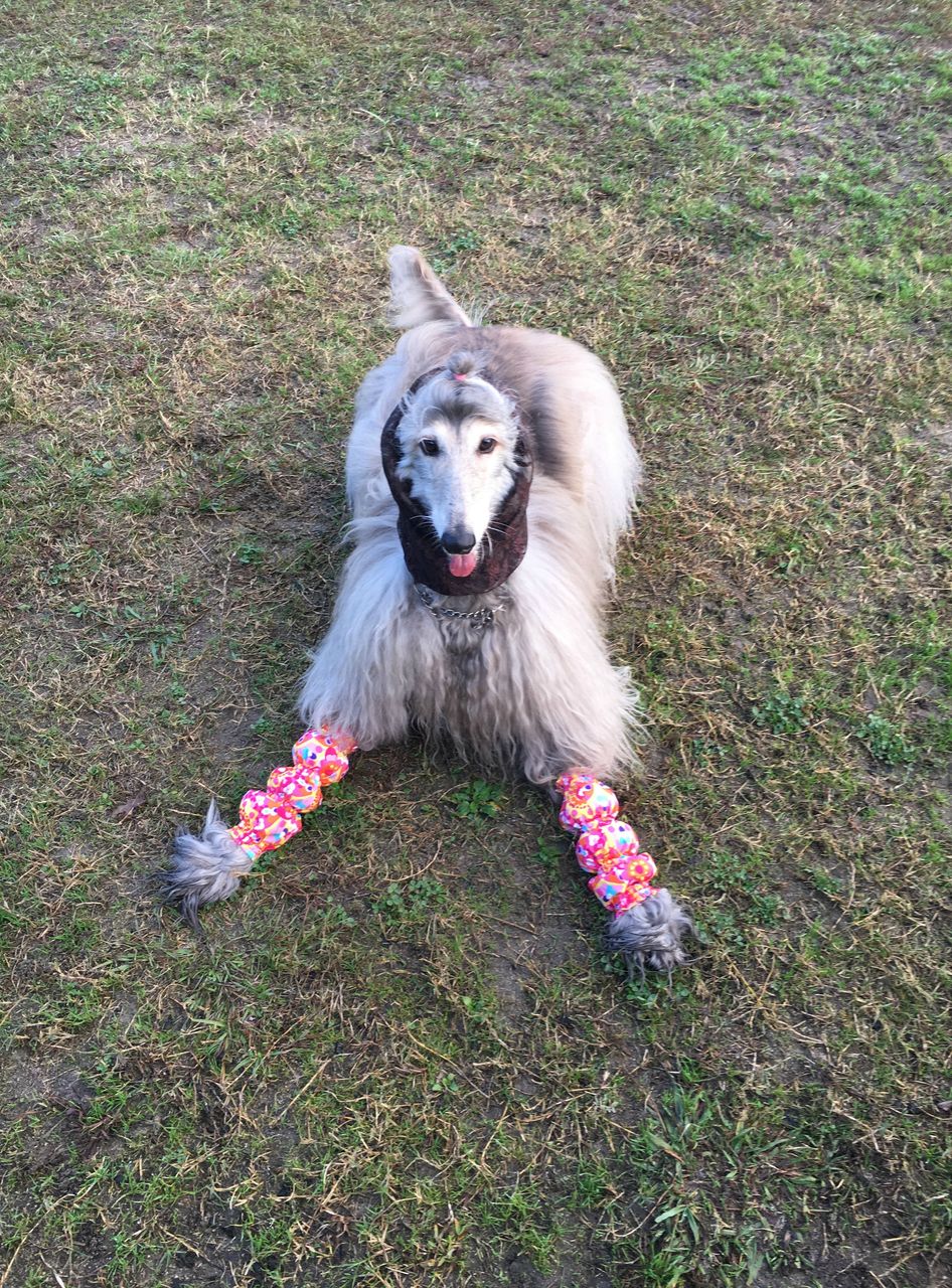 アフガンハウンド用足カバー