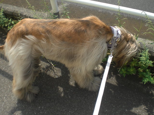 Happy Birthday ぱんちゃん ぼっぼっボルゾイ