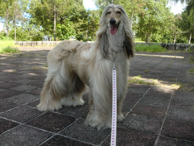 シャンプーですっきり ぼっぼっボルゾイ シャンプーですっきり ぼっぼっボルゾイ