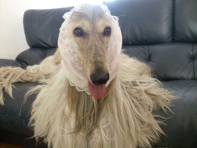 アフガンハウンド用足カバー 犬 うち の 子 グッズ