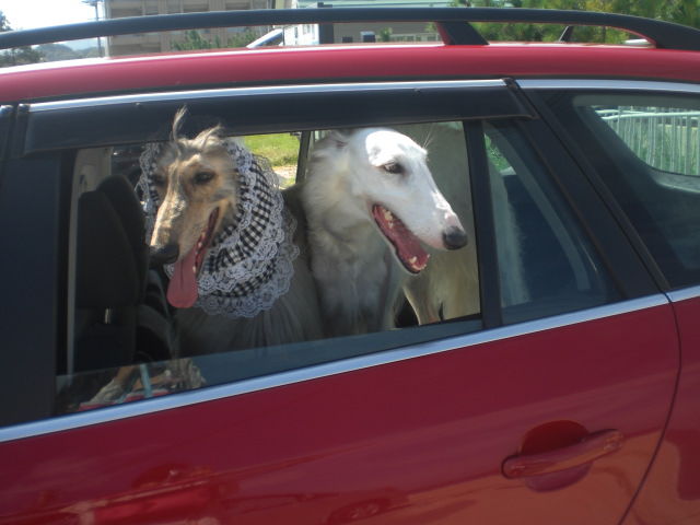 犬を乗せる車 ぼっぼっボルゾイ