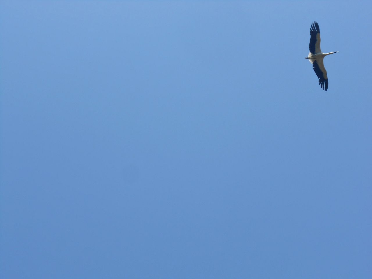 野鳥とコウノトリ ぼっぼっボルゾイ 野鳥とコウノトリ ぼっぼっボルゾイ
