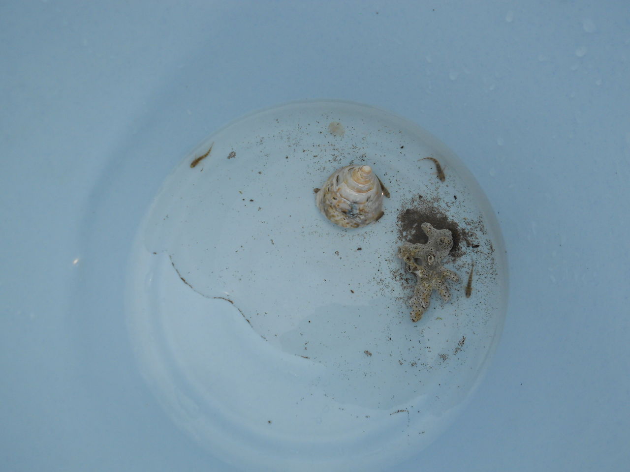 ヤドカリ強制送還 アクアリウム 海水魚と暮らす